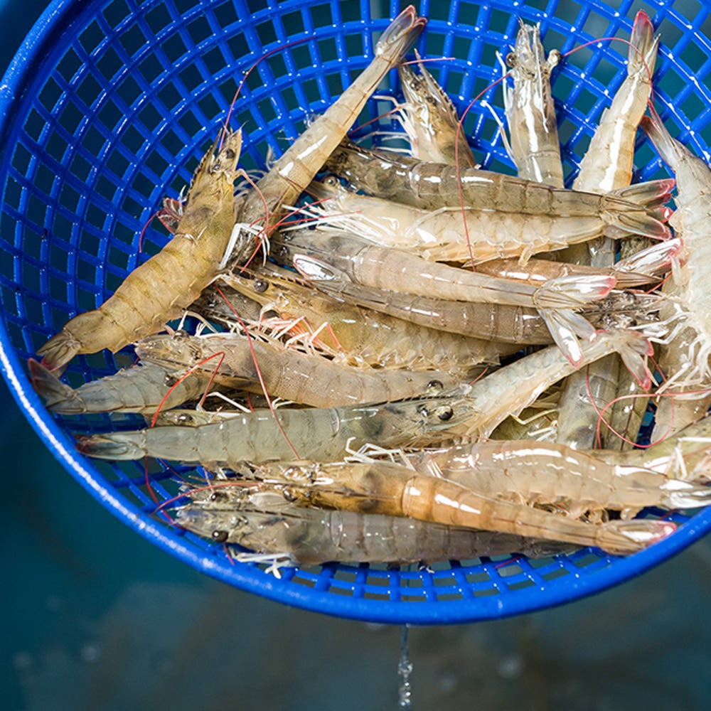 국산 흰다리새우 1kg 왕새우 생새우 활새우 회 제철 제품 이미지