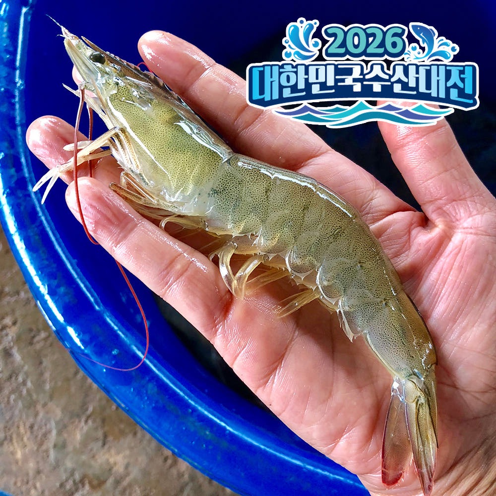 국산 흰다리새우 1kg 왕새우 생새우 활새우 회 제철 제품 이미지